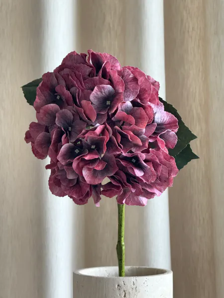Hovedbilde Hortensia Burgunder