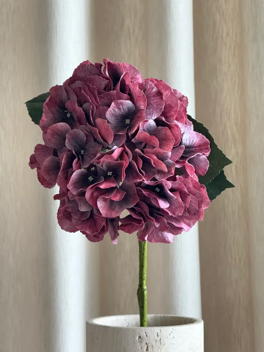 Hortensia Burgunder